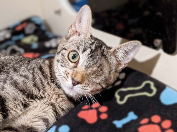 Pet of the Week